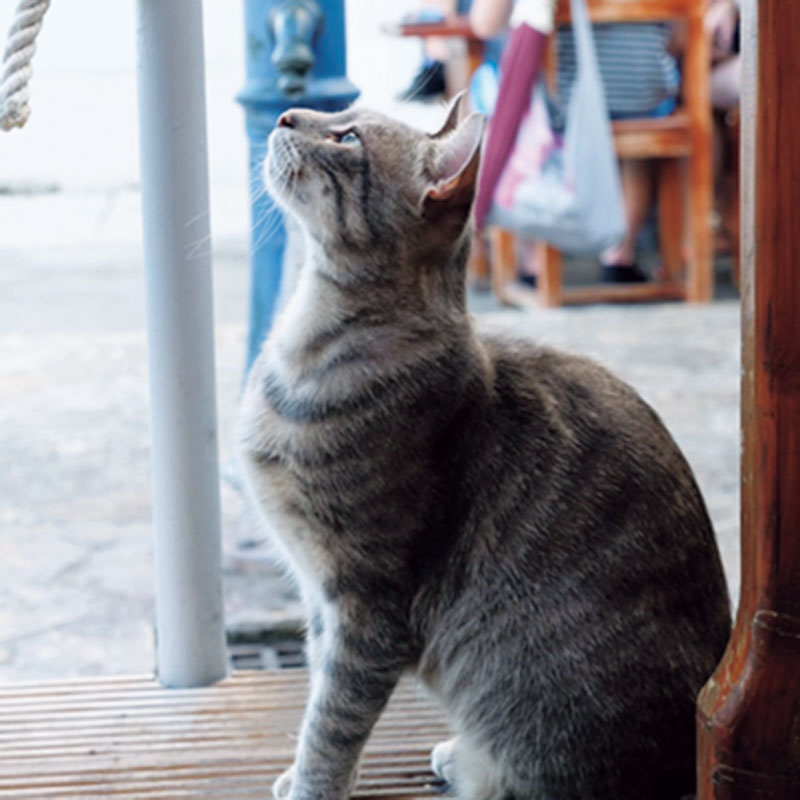 『魔女の宅急便』のモデルになったとも言われるクロアチアのドブロブニクでは猫ばかりを撮影。